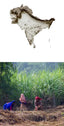 EAST ASIA