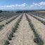 True Lavender, Organic