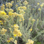 Helichrysum italicum, Biologique