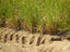 Vetiver