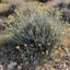 Helichrysum italicum, Biologique