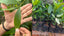 plants start life in a nursery